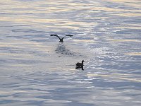 Punta Arenas 蓬塔阿雷纳斯95