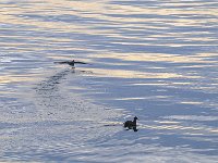 Punta Arenas 蓬塔阿雷纳斯96