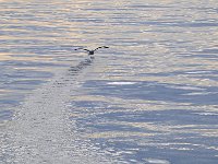 Punta Arenas 蓬塔阿雷纳斯97