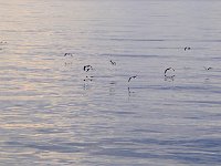 Punta Arenas 蓬塔阿雷纳斯99