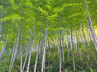 Hongchun 宏村2012 18