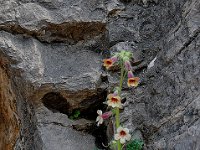 Longmen 龙门石窟50