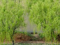 Longmen 龙门石窟55