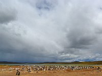 FalklandIsland／MalvinasIsland 福克兰群岛（马岛）11
