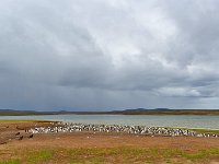 FalklandIsland／MalvinasIsland 福克兰群岛（马岛）12