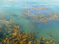 FalklandIsland／MalvinasIsland 福克兰群岛（马岛）18