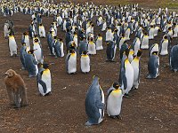 FalklandIsland／MalvinasIsland 福克兰群岛（马岛）2