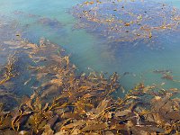 FalklandIsland／MalvinasIsland 福克兰群岛（马岛）92