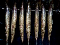 Rostock 罗斯托克 