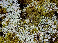 Alaska 阿拉斯加112s