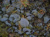 Alaska 阿拉斯加113s