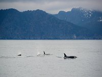 Alaska 阿拉斯加38s